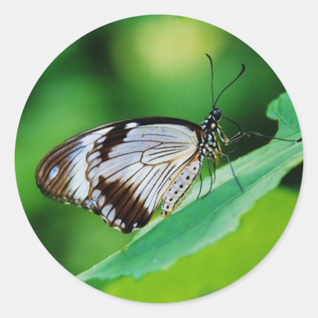 Dunkelbraun und Grauschmetterling Runder Aufkleber (Vorderseite)