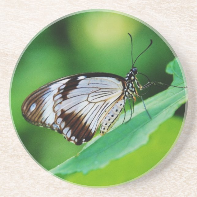 Dunkelbraun und Grauschmetterling Untersetzer (Vorne)