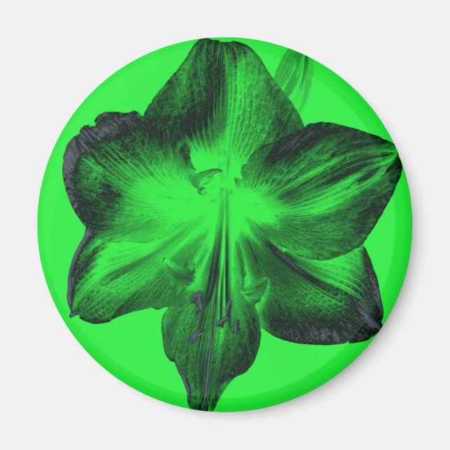Dunkelgrün auf hellgrünen Amaryllis Magnet (Vorne)
