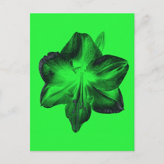 Dunkelgrün auf hellgrünen Amaryllis Postkarte (Vorderseite)