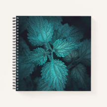 Dunkelhaltiges Nesselnatur-Foto