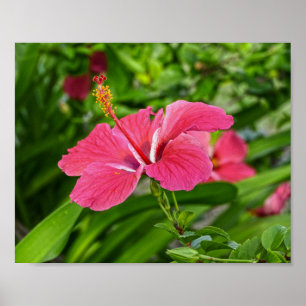 Dunkelrosa Hibiskus Poster