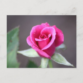 dunkelrosa Mini-Rose Postkarte