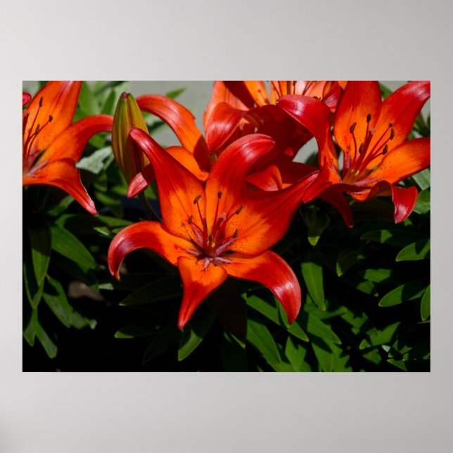 Dunkelrosa Orange Lily Poster (Vorne)