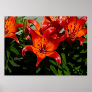 Dunkelrosa Orangefarbene Lilie Poster