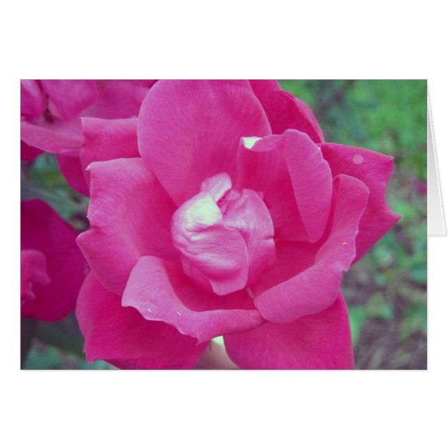 Dunkelrosa-Rose-Foto (Vorderseite (Horizontal))