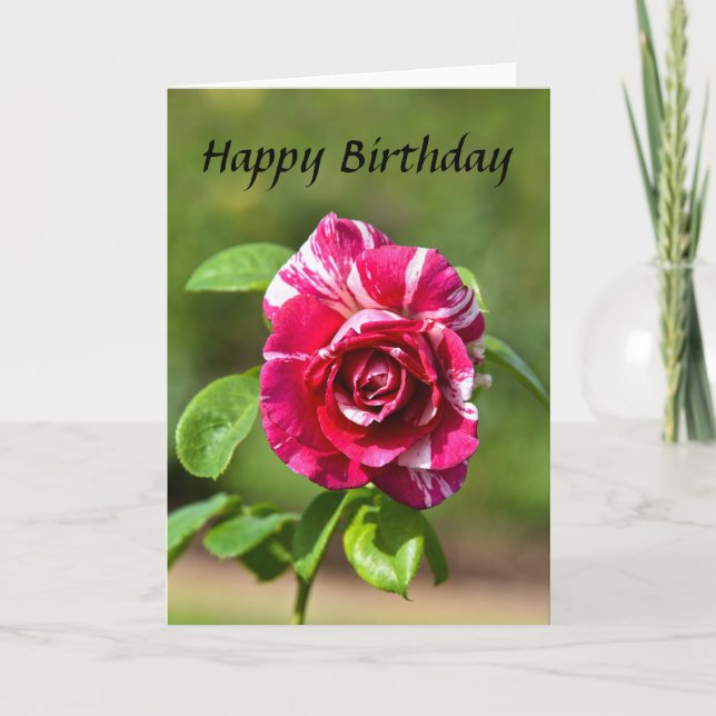 "Dunkelrosa und weiß gestrichene Rose, Happy Birth Karte (Vorderseite)