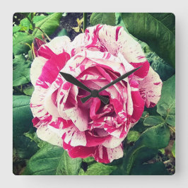 Dunkelrosa und weiße Blume Quadratische Wanduhr