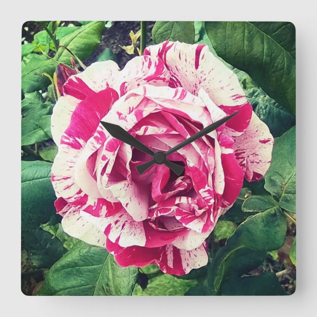 Dunkelrosa und weiße Blume Quadratische Wanduhr (Vorderseite)