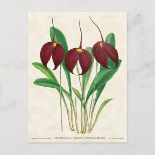 Dunkelrote Masdevallia-Orchidee Vintage-Botanik Postkarte