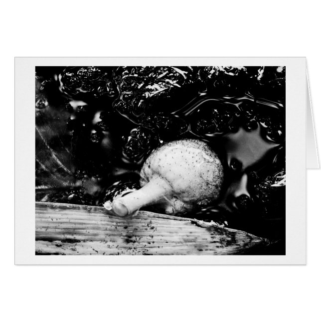 Dunkelschützer (Vorderseite (Horizontal))