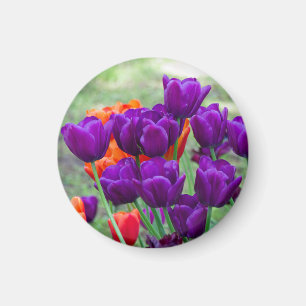 Dunkelviolette Tulpen Magnet