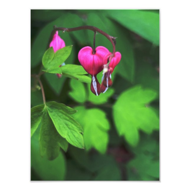 Dunkle Blutung Herz-Blume Fotodruck (Vorne)
