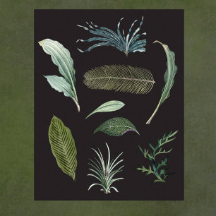 Dunkle botanische Pflanzenblätter auf Schwarz Poster