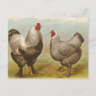 Dunkle Brahmas Postkarte