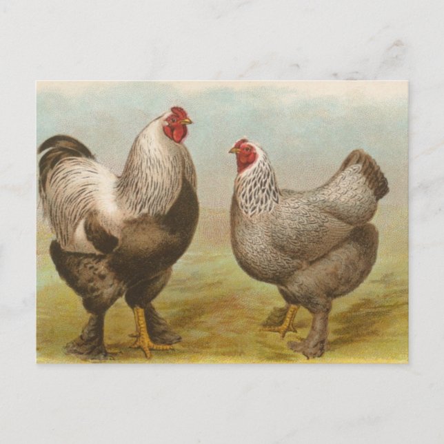 Dunkle Brahmas Postkarte (Vorderseite)