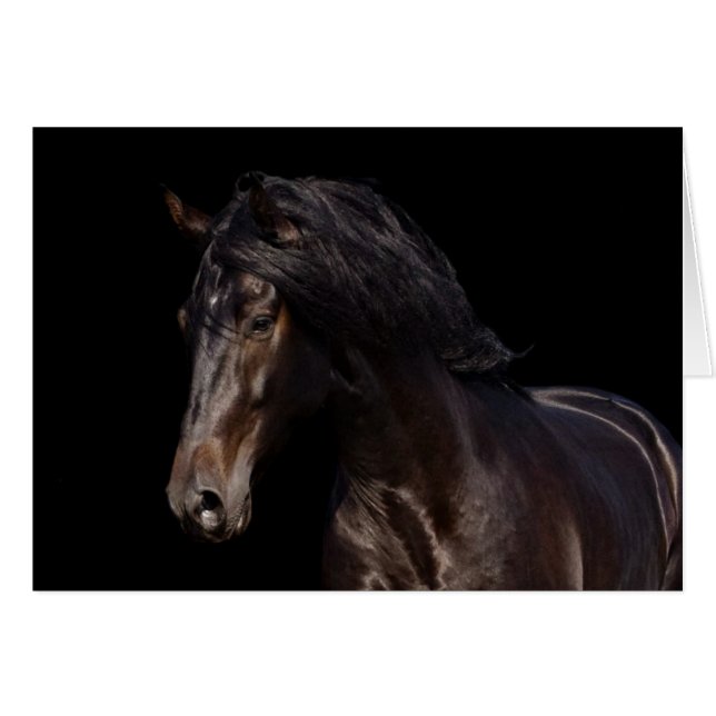 Dunkle Bucht (Vorderseite (Horizontal))