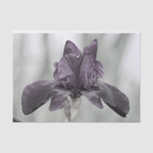 Dunkle Lila Iris-Blume für Decodge Seidenpapier