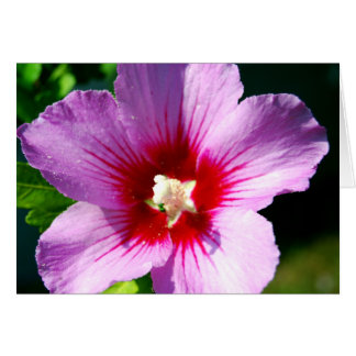Dunkle lila Rose Sharons