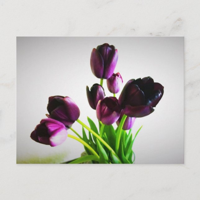 Dunkle Lila Tulips Postkarte (Vorderseite)