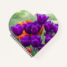 Dunkle lila Tulpen an einem sonnigen Tag im Garten