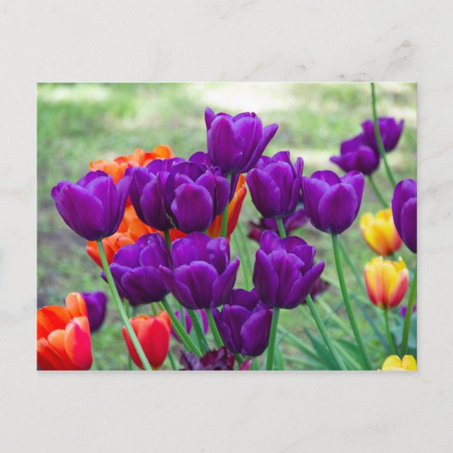 Dunkle lila Tulpen Foto Postkarte (Vorderseite)