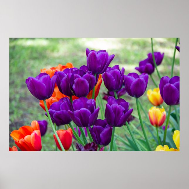 Dunkle lila Tulpen Poster (Vorne)