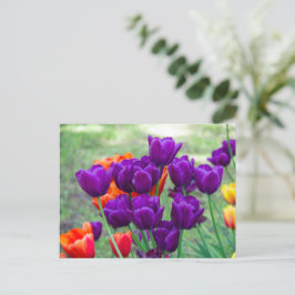 Dunkle lila Tulpen Postkarte