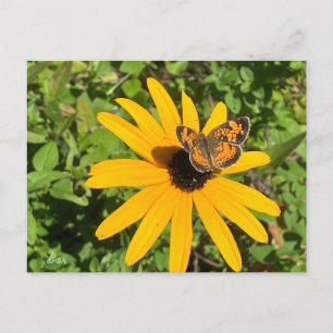 Dunkle mit Augen Susan mit Perlschmetterling Postkarte