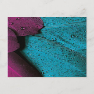 Dunkle Orchidee und Aquamarine Plumage Postkarte