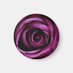 Dunkle Purpurrose Nahaufnahme Magnet