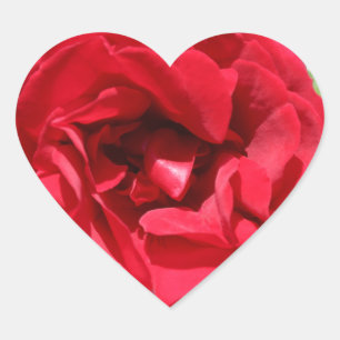 Dunkle rote Rose Bardou Job Herz-Aufkleber