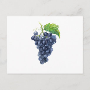 Dunkle Trauben auf Weiß – Botanische Aquarellmaler Postkarte