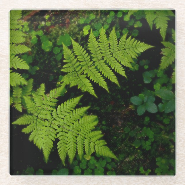 Dunkle Waldfarne, melancholische grüne Ästhetik Glasuntersetzer (Vorderseite)