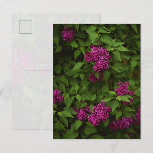 Dunkler Fliederbaum, Gruß Postkarte