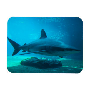 Dunkler Hai (Carcharhinus Obscurus), Ushaka Magnet