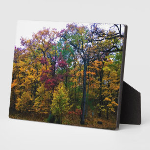 Dunkler Herbstwald Fotoplatte