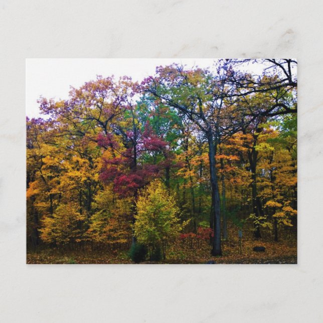 Dunkler Herbstwald Postkarte (Vorderseite)
