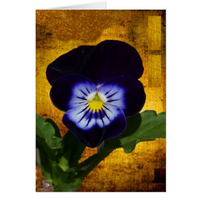 Dunkler Pansy auf Gold 1 (Vorne)