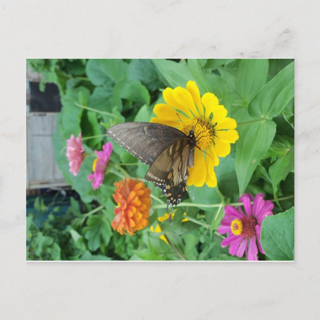 Dunkler Schmetterling 1 Postkarte (Vorderseite)