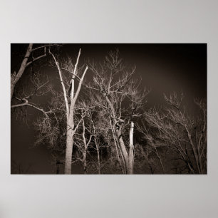 Dunkler Wald – Unheimliche Schwarz-Weiß-Baum-Kunst Poster