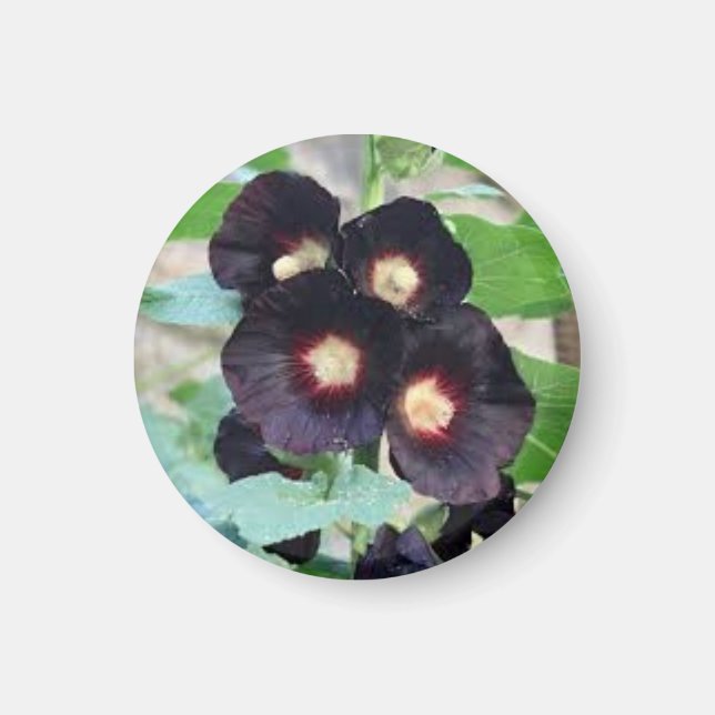 Dunkles Schwarz-Stiefmütterchen Viola Blumendesign Magnet (Vorne)