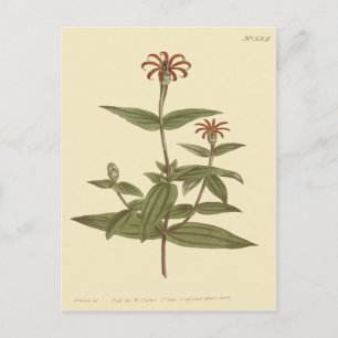 Dünnblütige Rote Zinnie Illustration Postkarte
