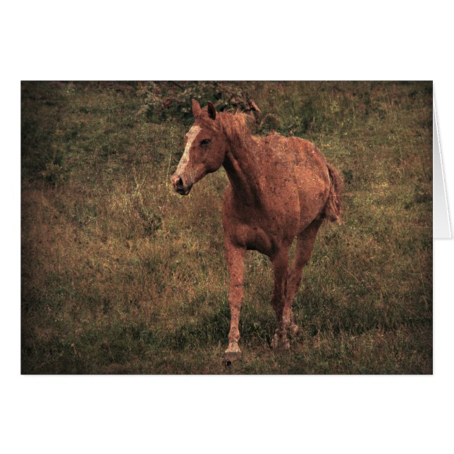 Dunnit (Vorderseite (Horizontal))