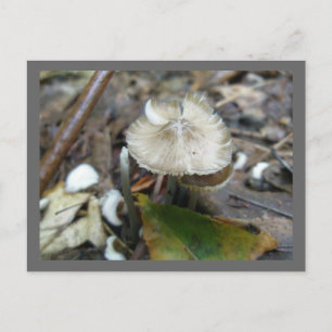 Duo Frill Mushroom Postcard Postkarte