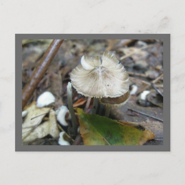 Duo Frill Mushroom Postcard Postkarte (Vorderseite)