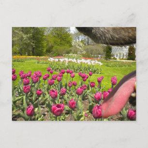 Durch den Mund des Hundes? Postkarte