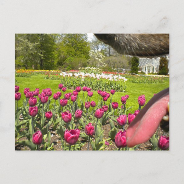 Durch den Mund des Hundes? Postkarte (Vorderseite)