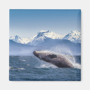 Durchbrechen des Buckel-Wals in Alaska Magnet