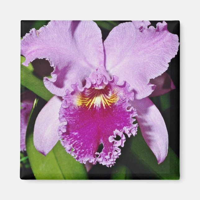 Durchfluss Orchid, Cattleya trianae (b c michaelan Magnet (Vorne)